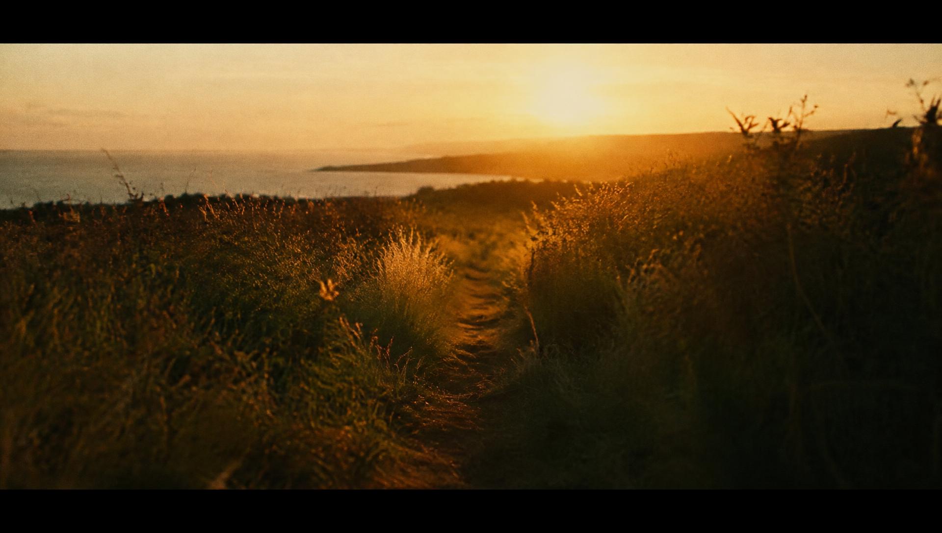 A sunlit footpath through tall golden grass